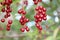 Berries of the Virginia red bird cherry in a garden