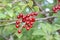 Berries of the Virginia red bird cherry in a garden