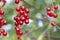 Berries of the Virginia red bird cherry in a  garden