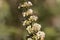 Berries of a vitex bush Vitex agnus-castus