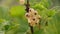 Berries of white currant outdoors in summer.