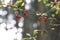 Berries of wild Berberis thunbergii in autum forest