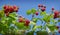 Berries of wild raspberries on the background of blue sky