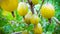 The berries of yellow delicious and sweet ripe gooseberries hang on a branch in the green leaf. Frontal view. Midsummer. Close up.