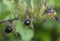 Berry atropa belladonna macro background