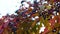 Berry autumn leaves