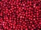 Berry background