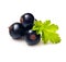 Berry black currants