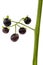 Berry of black nightshade, lat. Solanum nÃ­grum, poisonous plant