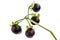 Berry of black nightshade, lat. Solanum nÃ­grum, poisonous plant