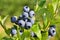 The berry of blueberry on bush