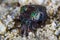 Berry bobtail squid