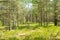 Berry bushes in green pine forest and field of berries in a sunny day.