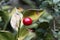 Berry of a butcher`s-broom, Ruscus aculeatus