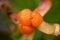 Berry cloudberry summer polar plant macro