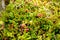 Berry-field of cowberry and lingonberry in forest. Ripening berries in the natural environment