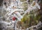 Berry on freezing branch of rose hips with red leaves