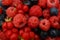 Berry harvest of summer berries of raspberry and blueberry fresh forest fruit