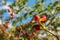 Berry on mountain bush in the foreground forest