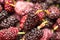 Berry mulberry trees as a backdrop. macro