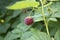 Berry raspberries