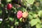 Berry raspberries in the garden. A new harvest of berries.