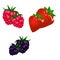 Berry realistic set with strawberry raspberry and blackberry