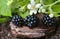Berry ripe fresh black berry in grass