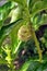 Berry on a Tahitian Noni plant