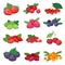 Berry vector berrying mix of strawberry blueberry raspberry blackberry and red currant illustration berrylike set