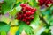 Berry viburnum