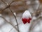 Berry viburnum, frozen in the snow