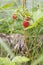 Berry of wild strawberry in dense grass