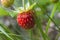 Berry of wild strawberry in dense grass