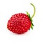 Berry wild strawberry with green leaf healthy