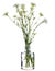 Berteroa incana hoary alyssum or false hoary madwort in a vase on a white background