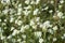 Berteroa incana, hoary alyssum white flowers macro selective focus