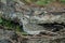 Berthelot`s pipit Anthus berthelotii drinking water, Las Brujas mountain.