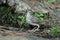 Berthelot`s pipit Anthus berthelotii drinking water, Las Brujas mountain.