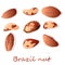 Bertholletia. Brazil nuts vector illustration on white close up