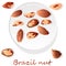 Bertholletia. Brazil nuts vector illustration on white close up
