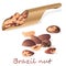 Bertholletia. Brazil nuts vector illustration on white close up