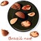 Bertholletia. Brazil nuts vector illustration on white close up