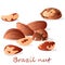 Bertholletia. Brazil nuts vector illustration on white close up