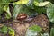 Bertia brookei from Gunung Mulu National Park, Malaysia