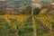 Bertinoro, FC, Emilia Romagna, Italy: autumn landscape of the co