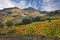 Bertinoro, FC, Emilia Romagna, Italy: landscape of the countryside with vineyards