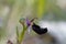 Bertolonis Bee Orchid Ophrys bertolonii