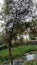 Bery bery tree and lake background in Lakeland water and everything green many tree in background