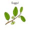 Best Ayurvedic plant guggul Commiphora wightii , or Indian bdellium-tree, Mukul myrrh tree